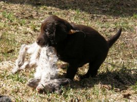 Puppies 5,5 weeks