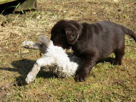 Puppies 5,5 weeks