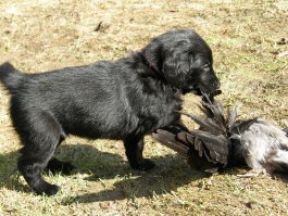 Puppies 5,5 weeks