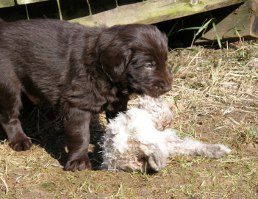 Puppies 5,5 weeks