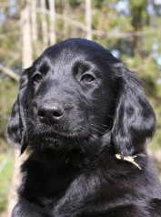 Yellow puppy