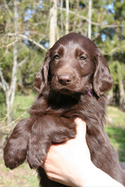 Lila puppy