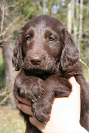 Orange puppy