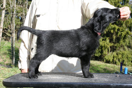 Rosa puppy