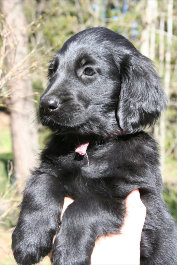Rosa puppy