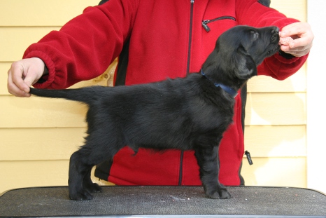 Blue puppy