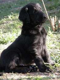 Blue puppy