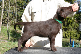 Green puppy