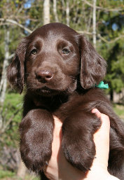 Green puppy