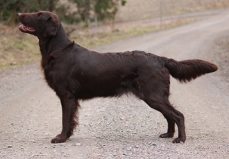 Noanarkin Topaza Pella