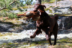 Noanarkin Tringa Totanus