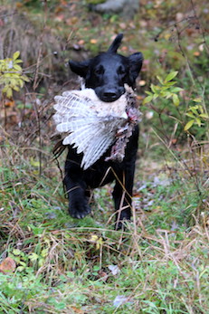 Noanarkin Bucco Capensis