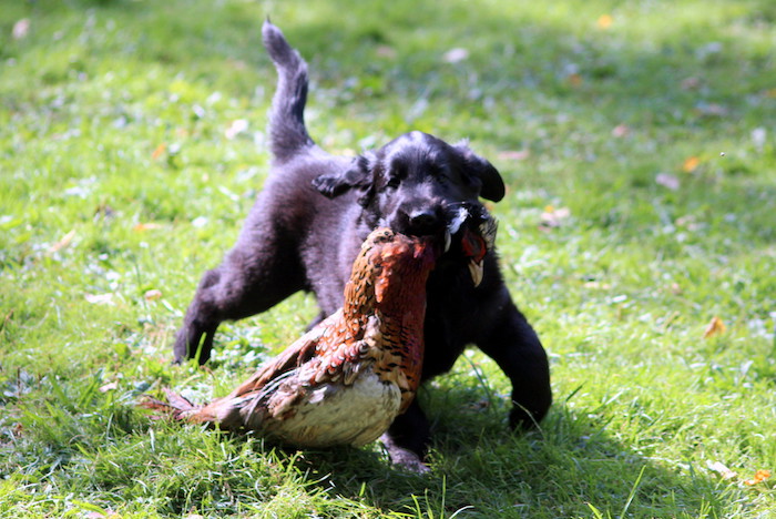 Noanarkin Corvus Corone