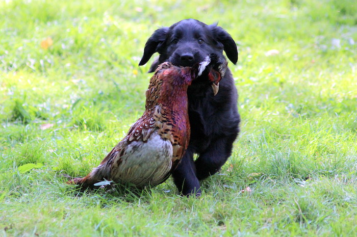 Noanarkin Corvus Corone