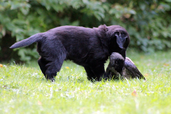 Noanarkin Corvus Corone