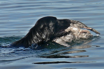 EE VMVA Noanarkin Gobius Niger