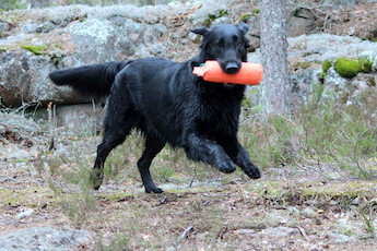 Swallowsflight Pole Position
