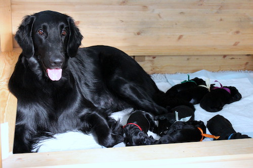 Puppies