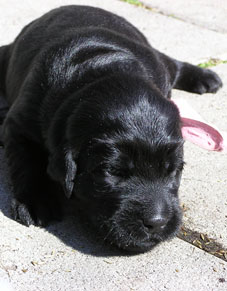 Pink-girl-13-days-old