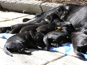 Pups-13-days-old