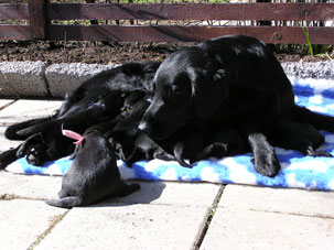 Pups-almost-2-weeks-old