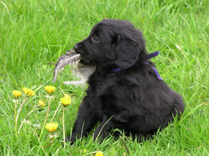 lila