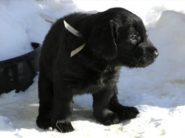 5 weeks