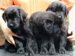 Boys 6 weeks