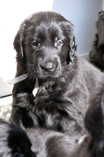 5 weeks