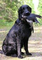 Tristan ja varis