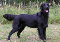 Tristan