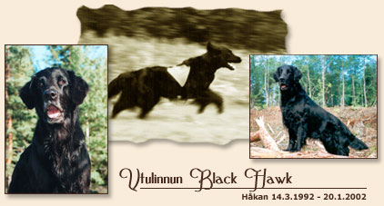 Utulinnun Black Hawk
