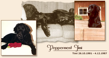 Pepperment Timi